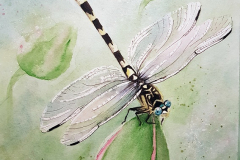 Dragonfly-on-lily_sml