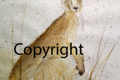 Kangaroo_sml