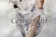 Koala_IMG_9215_sml_C