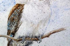 Kookaburra_sml