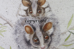 Ringtail_possums